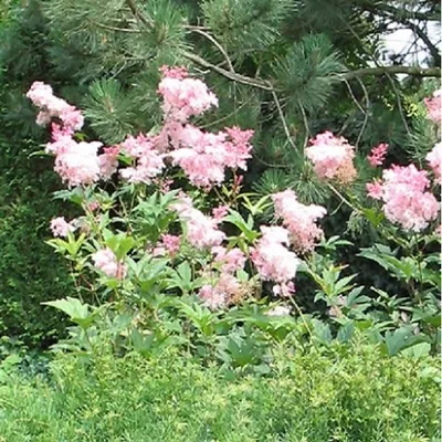 Obrázek produktu pro 6 x tužebník  - Filipendula rubra 'Venusta'  | Květináč 9 cm x 9 cm