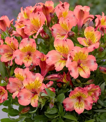 Produktbild von BALDUR Garten Winterharte Alstromeria Incalys® 'Salmon', 1 Pflanze, Neuzüchtung, winterhart bis -8°C, blühender Blickfang von Mai bis Oktober, Lieferung im 12 cm XL Topf