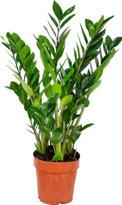 Zdjęcie produktu dla Bloomique - Zamioculcas Zamiifolia - Palma doniczkowa - Roślina ZZ - Rośliny doniczkowe - Oczyszczające powietrze - Bardzo łatwa w utrzymaniu - Wysokość 50-60 cm - Doniczka 17 cm