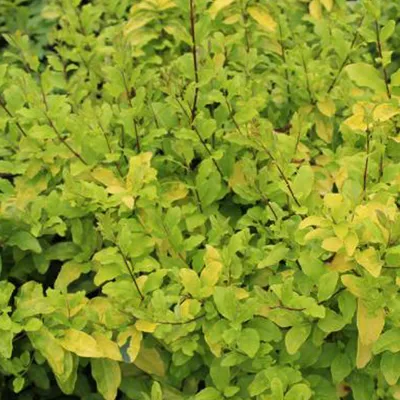 Immagine prodotto di 2 x  Ligustro  - Ligustrum ovalifolium 'Lemon And Lime'  | 25-30 cm in vaso