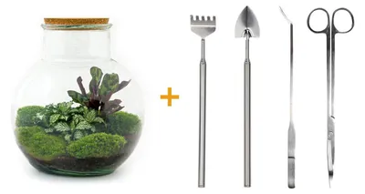 Produktbild von Flaschengarten „Teddy“ – DIY-Pflanzenterrarium – Höhe 27 cm – mit Calathea-Pflanze – inklusive Rechen, Schaufel, Pinzette und Schere