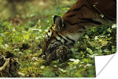 Produktbild von MuchoWow® Poster Tiger - Pflanzen - Jungtier 60x40 cm - Schlafzimmerdekoration