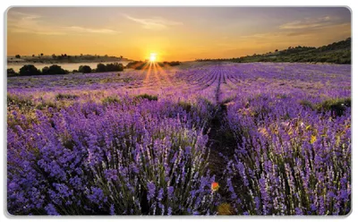 Produktbild von Wallario Frühstücksbrettchen aus Glas, je 14 x 23 cm, mit rutschfesten Füßen, Motiv Sonnenuntergang über dem Lavendel