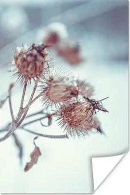Produktbild von MuchoWow® Poster Pflanzen - Winter - Schnee - Natur 120x180 cm - Kunstposter