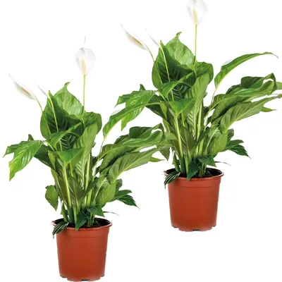 Zdjęcie produktu dla Bloomique - Zestaw 2 sztuk - Spathiphyllum - Skrzydłokwiat - Rośliny doniczkowe - Oczyszczające powietrze - Wysokość 60-80 cm - Doniczka 17 cm