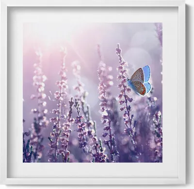 Produktbild von Schmetterling auf Feldblumen– Wandbild mit Rahmen – Gerahmtes Bild  – Wanddekoration – 50x50 cm –  Weiß Rahmen