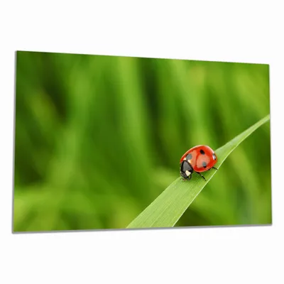 Produktbild von Wallario Herdabdeckplatte aus Glas, Größe 80 x 52 cm 1-teilig, Motiv Marienkäfer auf grünem Blatt