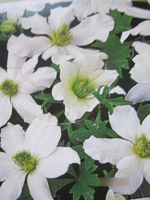 Produktbild von Clematis Early Sensation - Waldrebe Early Sensation - duftend