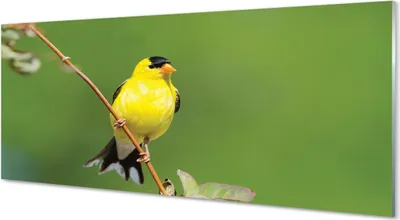 Produktbild von Glasbilder 125x50 Wandkunst gelber Papagei