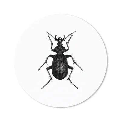 Produktbild von MuchoWow® Mauspad Mousepad Schwarz und weiß - Käfer - Vintage - Insekten 20x20 cm - Mousepads - Maus Mat - Pad - Mausunterlage - Schreibtischmatte