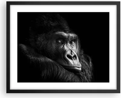Produktbild von Gerahmtes Poster - Schwarzer Rahmen - Affe Gorilla Porträt - 50x40 cm - Wand Bild - Wanddeko - Wandbilder - Kunstposter - Wandposter - Bilderrahmen - Bilder - Kunstdruck - P2BAA50x40-5007