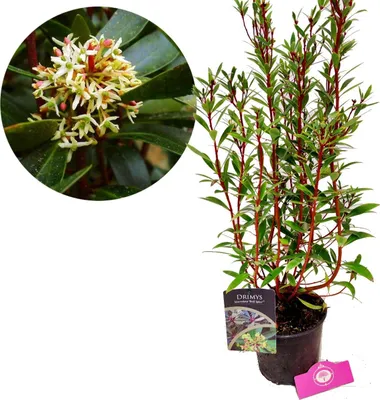 Immagine prodotto di Drimys lanceolata 'Red Spice', albero del pepe della Tasmania, vaso da 2 litri