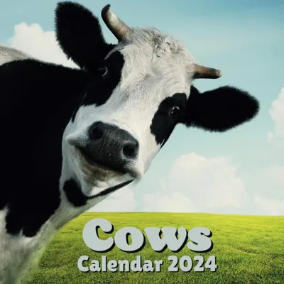 Kuhkalender 2024 – 16 Monate, September 2023 bis Dezember 2024