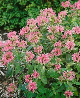 Produktbild von Monarda fistulosa 'Croftway Pink', Indianernessel, rosa, ca. 11x11 cm Topf