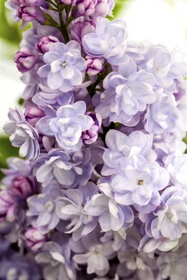 Produktbild von Syringa vulgaris 'Michel Buchner', Flieder, lila, 40–60 cm