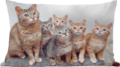 Produktbild von MuchoWow® Zierkissen Sofakissen Wohnzimmer Dekokissen 50x30 cm Katze - Kätzchen - Fell - Wohnzimmerdekoration - Polster mit Photo