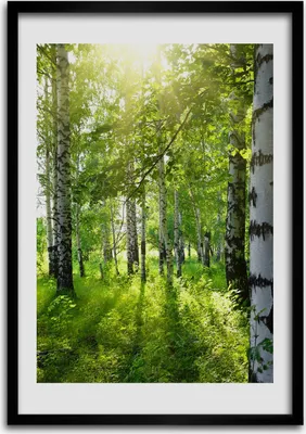 Produktbild von Bild - Bilderrahmen - Foto - 70 cm x 100 cm - MDF - Rahmen - Wandkunst - Birkenwald