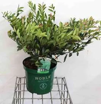 Zdjęcie produktu dla Distylium myr. 'Blue Cascade'® - Distylienstrauch 40- 50 cm Pojemnik