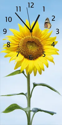 Produktbild von Wallario Design Wanduhr Sonnenblume mit Schmetterling aus Echtglas, Größe 30 x 60 cm