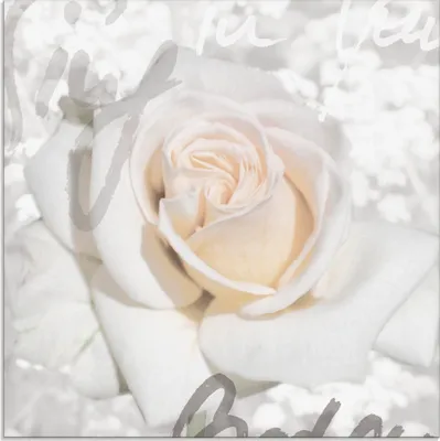 Produktbild von ARTland Glasbild Rose Größe: 20x20 cm