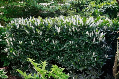 Produktbild von Stauden Gänge 100 x Prunus laurocerasus 'Otto Luyken' - Kleiner Kirschlorbeer - Kompakte Schönheit mit zeitloser Anmut - Heckenpflanze - Immergrün