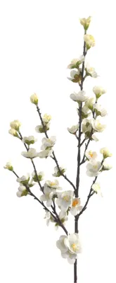 Produktbild von Künstlicher Kirschblütenzweig / Pflaume Frühlingsdeko 80cm Creme Weiß