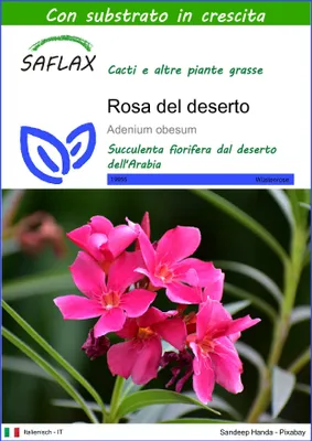 Immagine prodotto di SAFLAX  - Rosa del deserto - 8 semi - Con substrato - Adenium