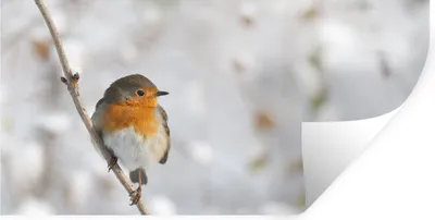 Produktbild von MuchoWow® Wandtattoo Wandsticker Wandaufkleber Vogel - Rotkehlchen - Winter 80x40 cm Selbstklebend und Repositionierbar - Aufkleber