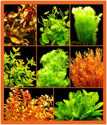 Produktbild von Mittel-Großes Pflanzen-Sortiment - 7 Bund Aquariumpflanzen - nur kräftige Bunde!