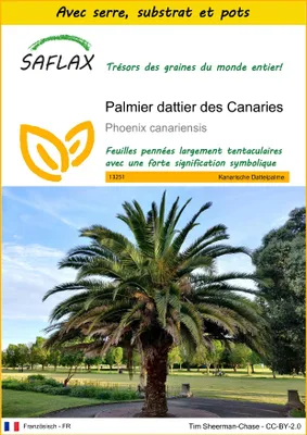 Image de SAFLAX Ensemble de culture - Palmier dattier des Canaries - 10 graines - Phoenix