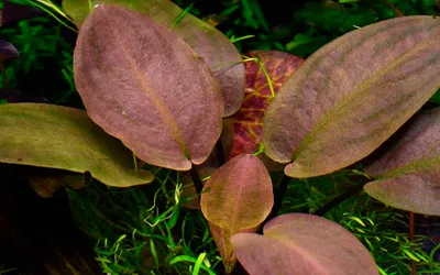 Produktbild von Aquarium Pflanze Lagenandra meeboldii 'Red' AquaOne Topf Nr.303