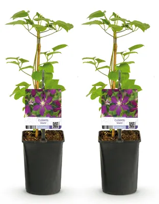 Produktbild von GreenboutiQ - Kletterpflanze - Clematis Mikelite - Blüte Lila - Wenig Pflege - 2 Pflanzen - Topf 11cm Höhe 40cm
