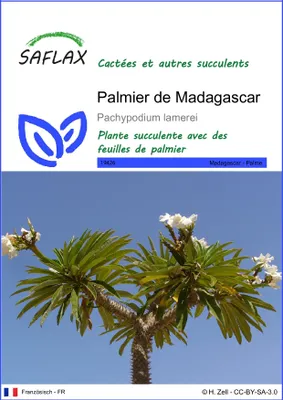 Image de SAFLAX  - Palmier de Madagascar - 10 graines - Pachypodium