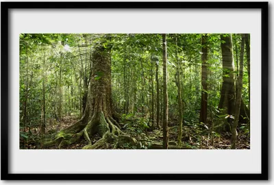 Produktbild von Bild 60x40 MDF-Rahmen Wandkunst Natur Dschungel Wald Bäume