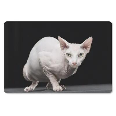 Produktbild von MuchoWow® Mauspad Mousepad Weiße Sphynx auf schwarzem Hintergrund 27x18 cm - Mousepads - Maus Mat - Pad - Mausunterlage - Büroartikel - Desk Matten