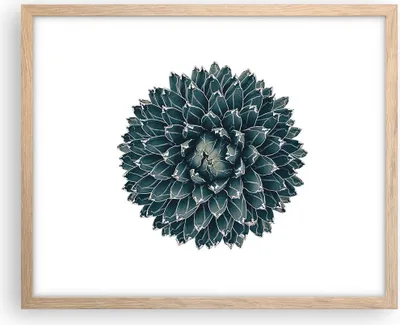Produktbild von Gerahmtes Poster - Rahmen in heller Eiche - Agave Königin Victoria - 50x40 cm - Wand Bild - Wanddeko - Wandbilder - Wandposter - Bilderrahmen - Bilder - Kunstdruck - Wandbild - P2NAA50x40-4129