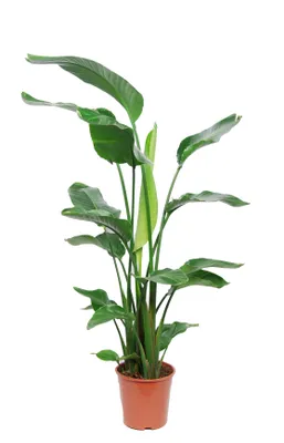 Produktbild von Strelitzia Nicolai 130-160 cm 3er Tuff – Exotische Baumstrelitzie, Pflegeleicht, Dekorativ für Innen & Außen, Robuste Paradiesvogelblume