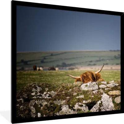 Produktbild von MuchoWow® Gerahmtes Poster Schottische Highlander - Steine - Gras 40x40 cm - Poster mit Schwarzem Bilderrahmen Wandposter Rahmen Foto Bilder - Mit Rahmen - Wanddekoration Schlafzimmer