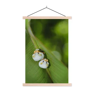 Produktbild von MuchoWow® Textilposter Weiße Fledermäuse auf grünem Blatt 120x180 cm mit holzfarbenen Rahmen - Textil-Plakat