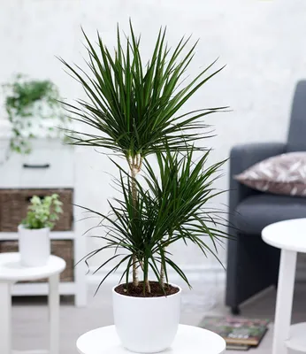 Produktbild von BALDUR Garten 1x Dracena Marginata ca. 120-130 cm hoch, Pflanze im 24 cm-Topf, luftreinigende Zimmerpflanze, unterstützt das Raumklima, Drachenbaum, Draceana, mehrjährig - frostfrei halten