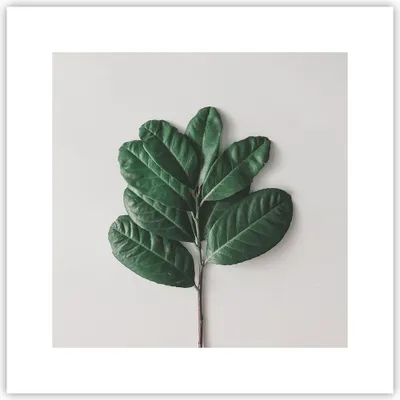 Produktbild von Poster - Poster ohne Rahmen - Blätter Pflanzen Botanik - 30x30 cm - Wand Bild - Wanddeko - Wandbilder - Kunstposter - Wandposter - Bilder - Kunstdruck - Wanddekoration - Wandbild - P2XAC30x30-4956