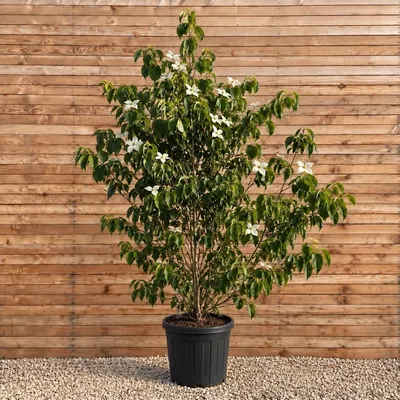 Produktbild von Chinesischer Blumen-Hartriegel Chinensis 200-250 cm - Cornus kousa mehrstämmig