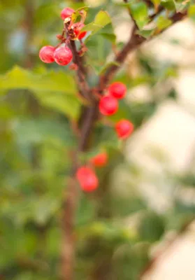 Produktbild von Stechpalme Ilex Meserveae Blue Princess 30 - 40 cm immergrün und winterhart