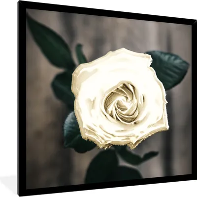 Produktbild von MuchoWow® MuchoWow® Gerahmtes Poster Rose - Blumen - Blätter 40x40 cm - Poster mit zchwarzem Bilderrahmen - Mit Rahmen - Wanddekoration Schlafzimmer