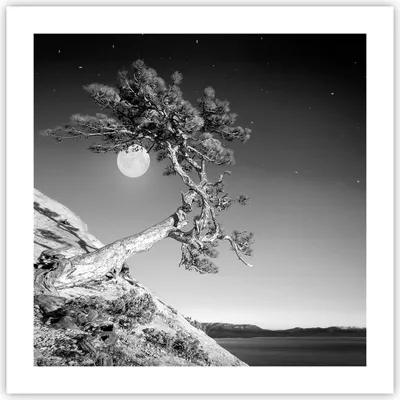 Produktbild von Poster - Poster ohne Rahmen - Voll der Mond Baum - 50x50 cm - Wand Bild - Wanddeko - Wandbilder - Kunstposter - Wandposter - Bilder - Kunstdruck - Wanddekoration - Wandbild - P2XAC50x50-4689