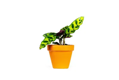 Obrázok produktu pre Gardners Calathea lancifolia (Insignis), priemer 6-7 cm