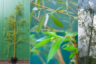 Produktbild von Salix alba Tristis - Trauerweide-Hängeweide