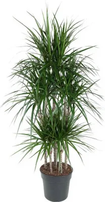 Produktbild von Drachenbaum Dracaena Marginata 'Carrousel' 31 cm Topf, 150 cm Höhe