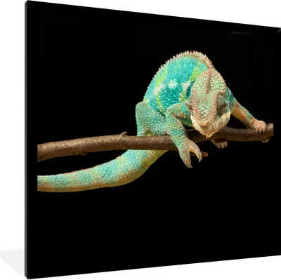 Produktbild von MuchoWow® Gerahmtes Poster Chamäleon - Zweig - Pastell 40x40 cm - Poster mit Schwarzem Bilderrahmen Wandposter Rahmen Foto Bilder - Mit Rahmen - Wanddekoration Schlafzimmer