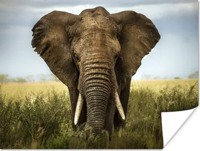 Produktbild von MuchoWow® Poster Elefant - Natur - Gras - Tiere - Landschaft 160x120 cm - Foto Plakat
